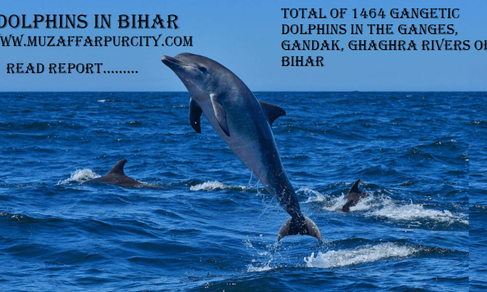 1464 Gangetic Dolphins : Half of the country’s dolphins in the Ganges, Gandak, Ghaghra rivers of Bihar.