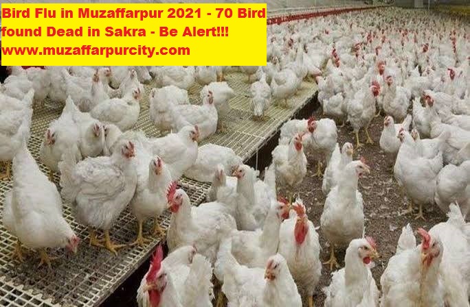 Bird Flu in Muzaffarpur
