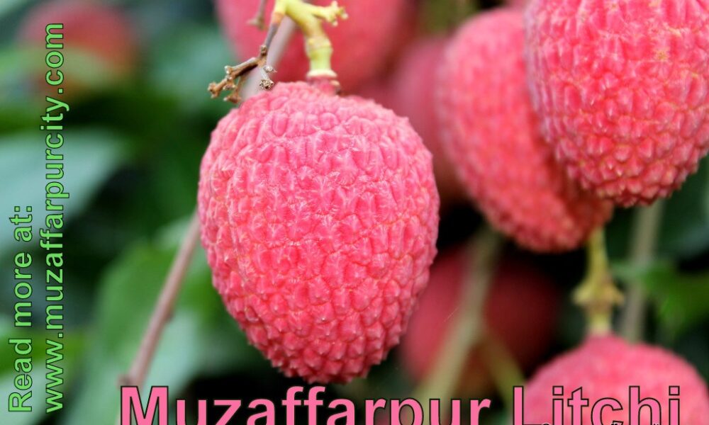 A Brief on Muzaffarpur – Famous for Shahi Litchi