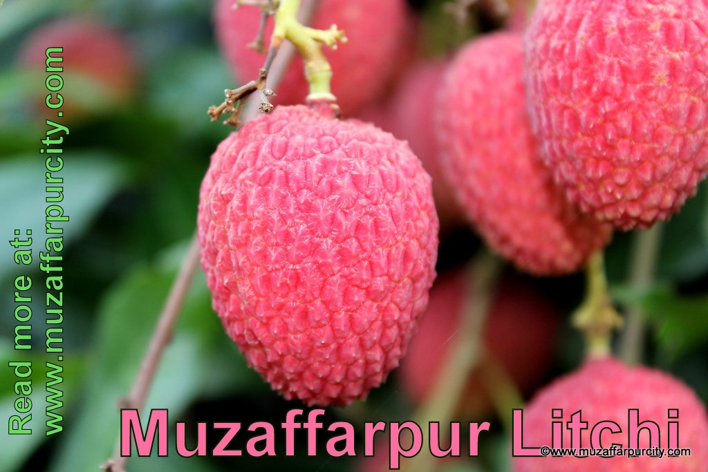 A Brief On Muzaffarpur Famous For Shahi Litchi Muzaffarpur City