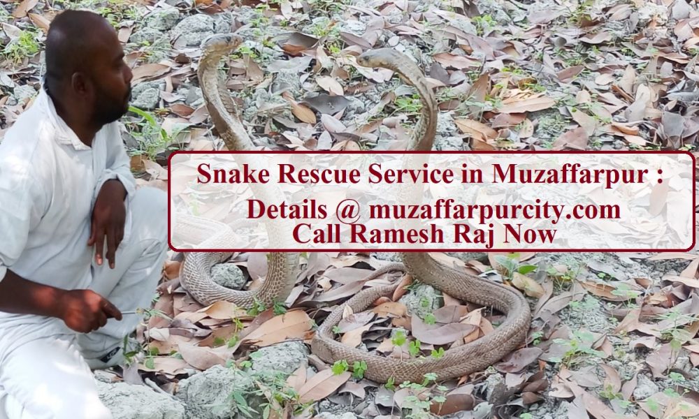Snake Rescue in Muzaffarpur – कोई भी खतरनाक जीव दिखे आप हमारे मोबाइल नंबर पर 24 ×7 संपर्क कर सकते है