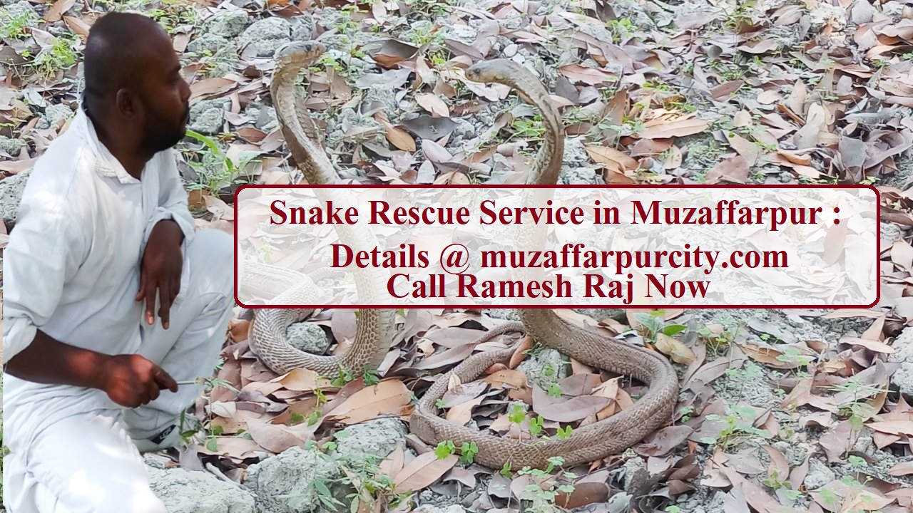 Snake Rescue Muzaffarpur