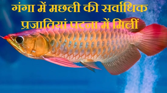 गंगा में मछली की सर्वाधिक प्रजातियां पटना में मिलीं – अंतर्देशीय जलमार्ग प्राधिकरण की सर्वे
