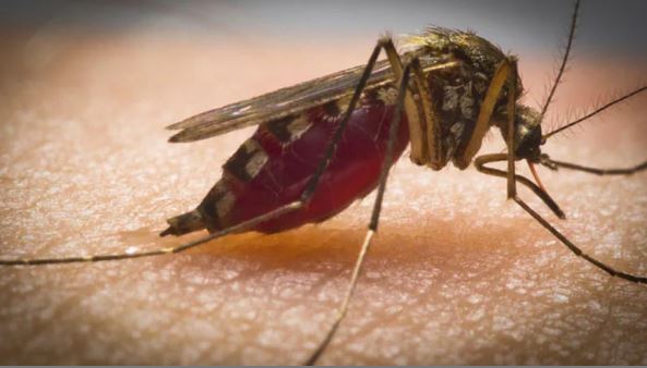 Machar: इस घरेलू उपाय से मिलेगा मच्छरों के आतंक से छुटकारा, रात में सोने से पहले करें ये छोटा सा काम
