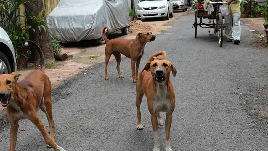 मुजफ्फरपुर में लोगों का घर से निकलना हुआ मुश्किल! 24 घंटे में कुत्तों ने 150 लोगों को काटा