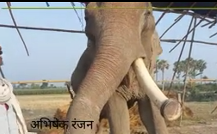 Muzaffarpur News : पशु मेले में कौतूहल का विषय बना 35 साल का हाथी, खानें पसंद है गन्ना और पीपल की डाल